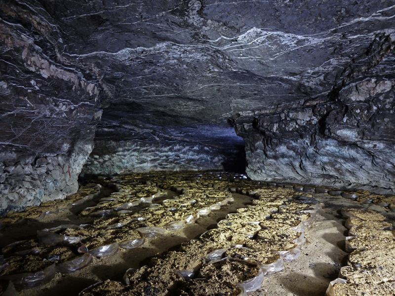 Champignonnière dans une ancienne carrière de gypse